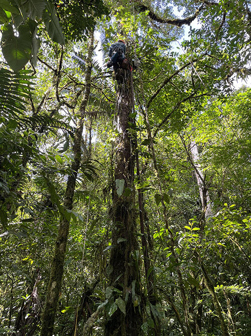 Matthew Gano climbing a tree