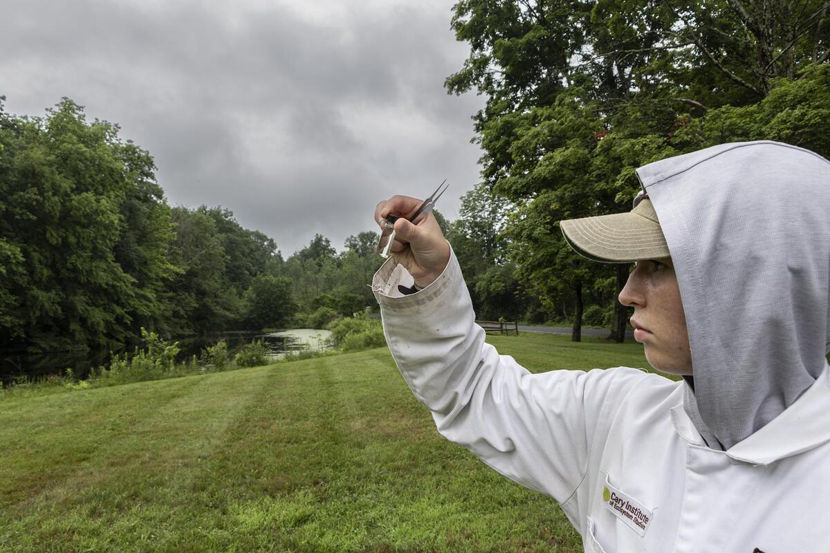tick sampling