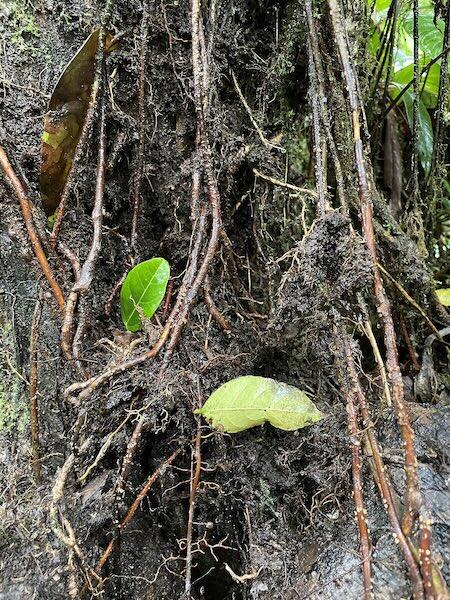 Clots of canopy soil gather on a tree trunk, tangled in vines