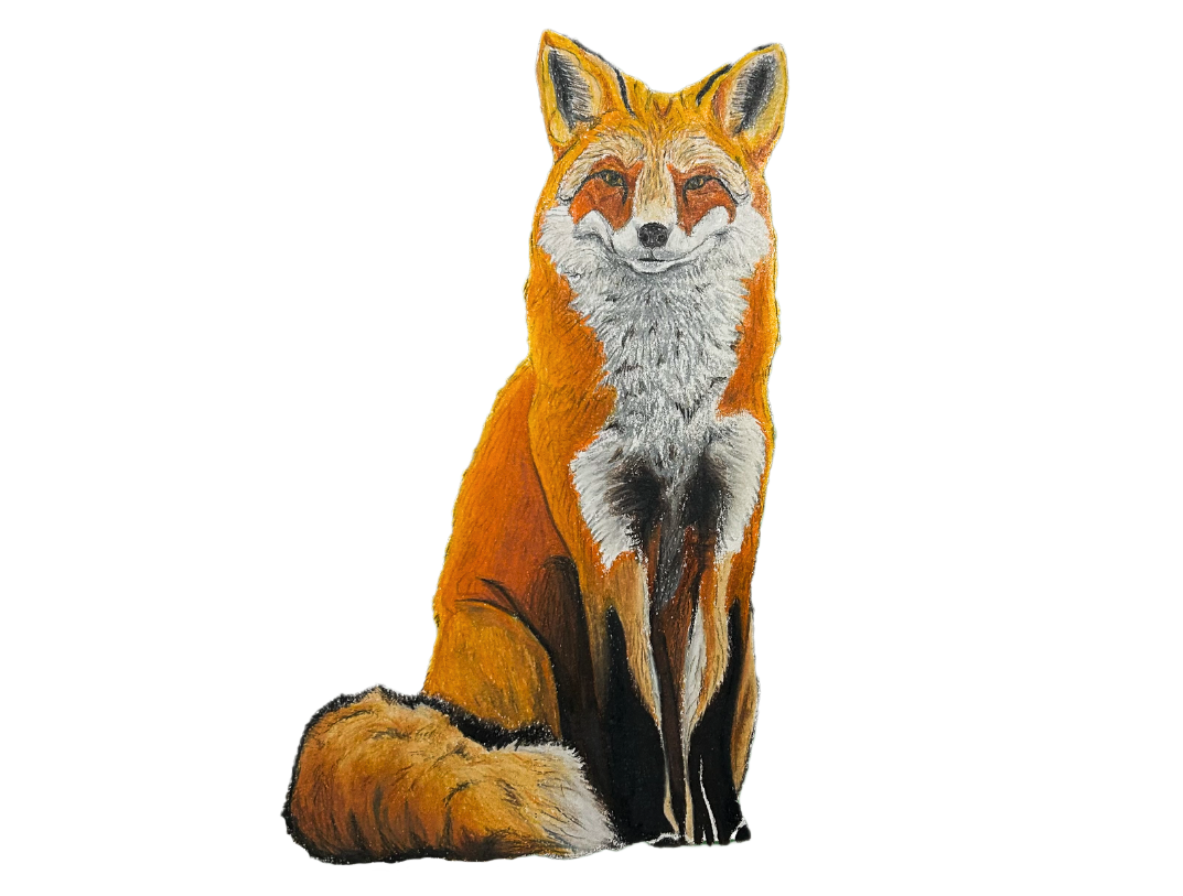 Red Fox. Illustration: Samuel Mateo Jr.