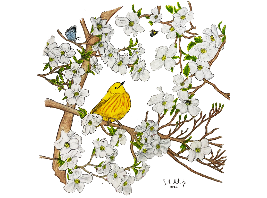 Spring azure (top left), eastern carpenter bee (top right), sweat bee (middle right), and yellow warbler (center). Illustration: Samuel Mateo Jr.