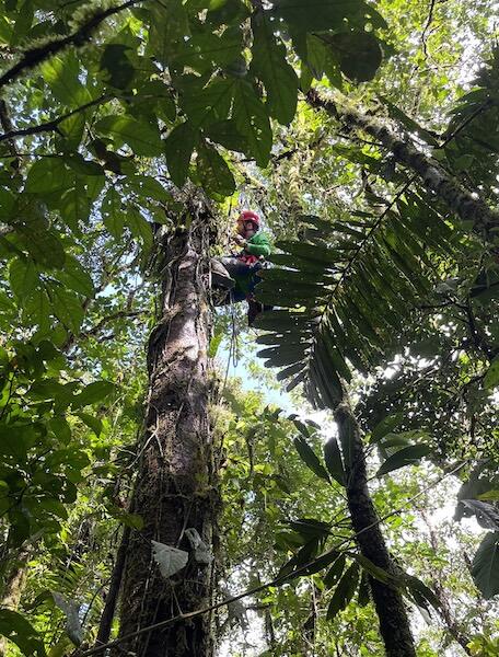 scientist in a red helmet climbing a tree using ropes, harness, and helmet