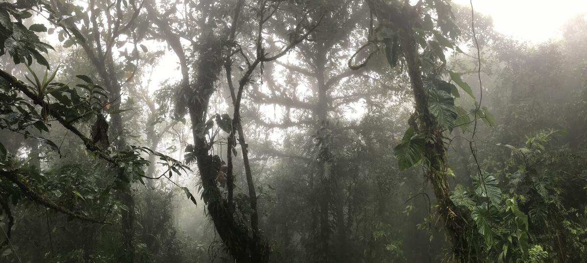 misty forest