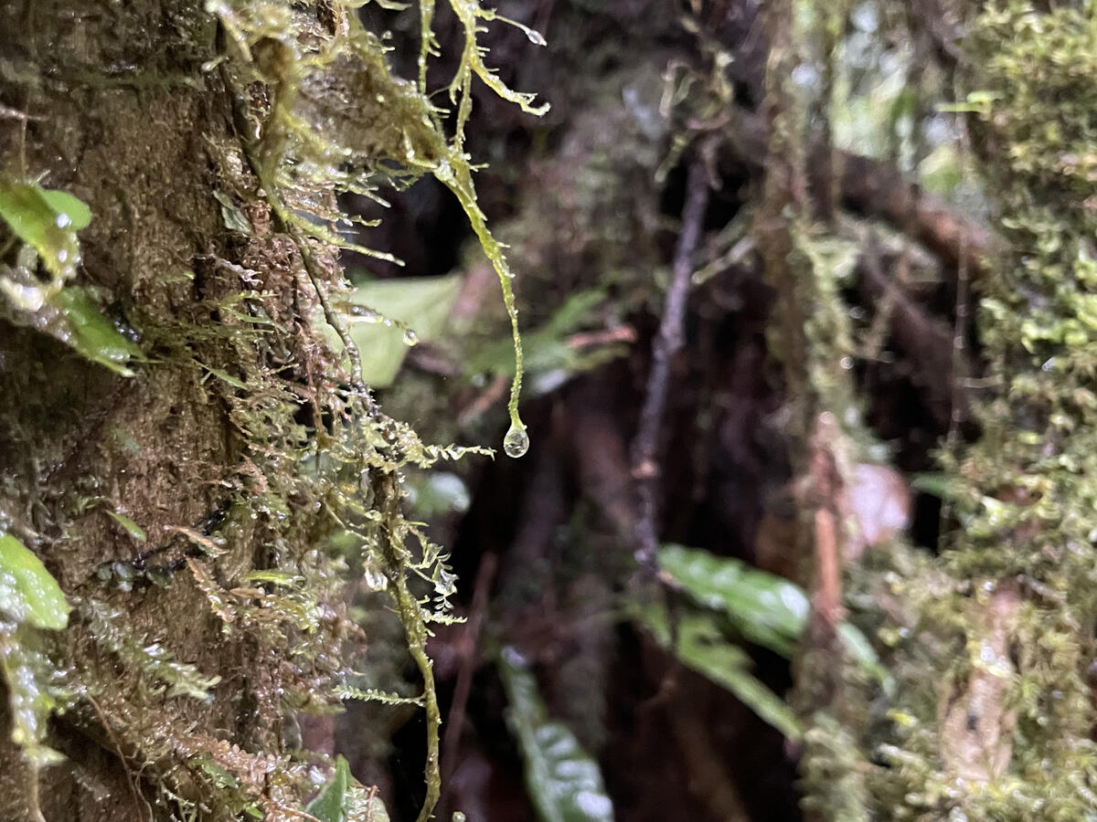 water drips from moss on a tree trunk