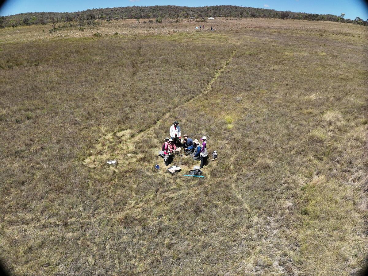 cerrado fieldwork
