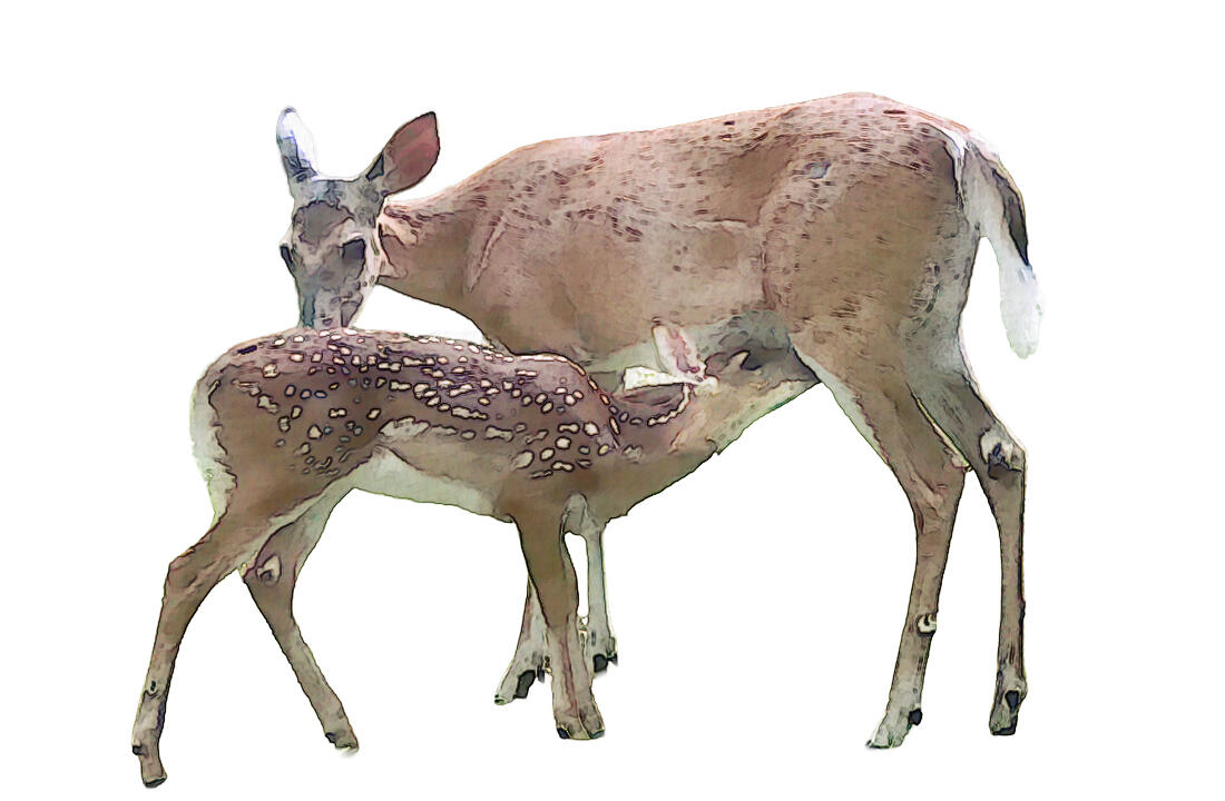 deer and fawn