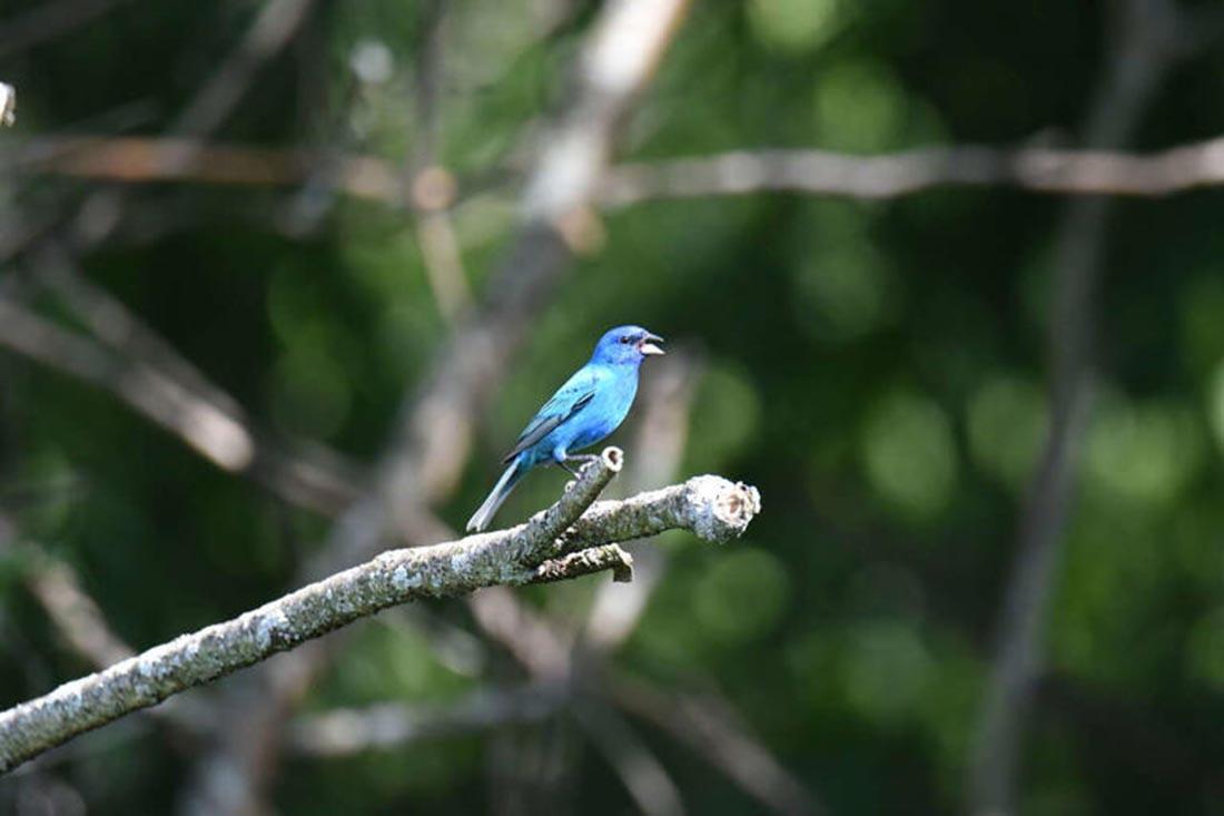 indigo bunting