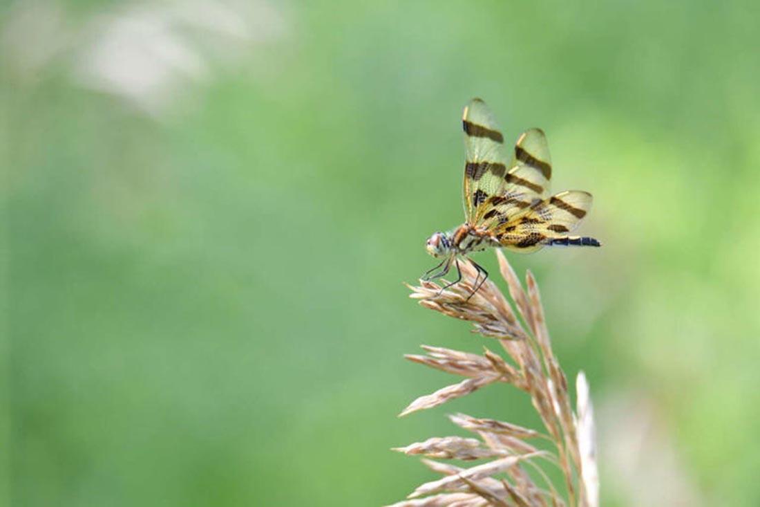Halloween pennant