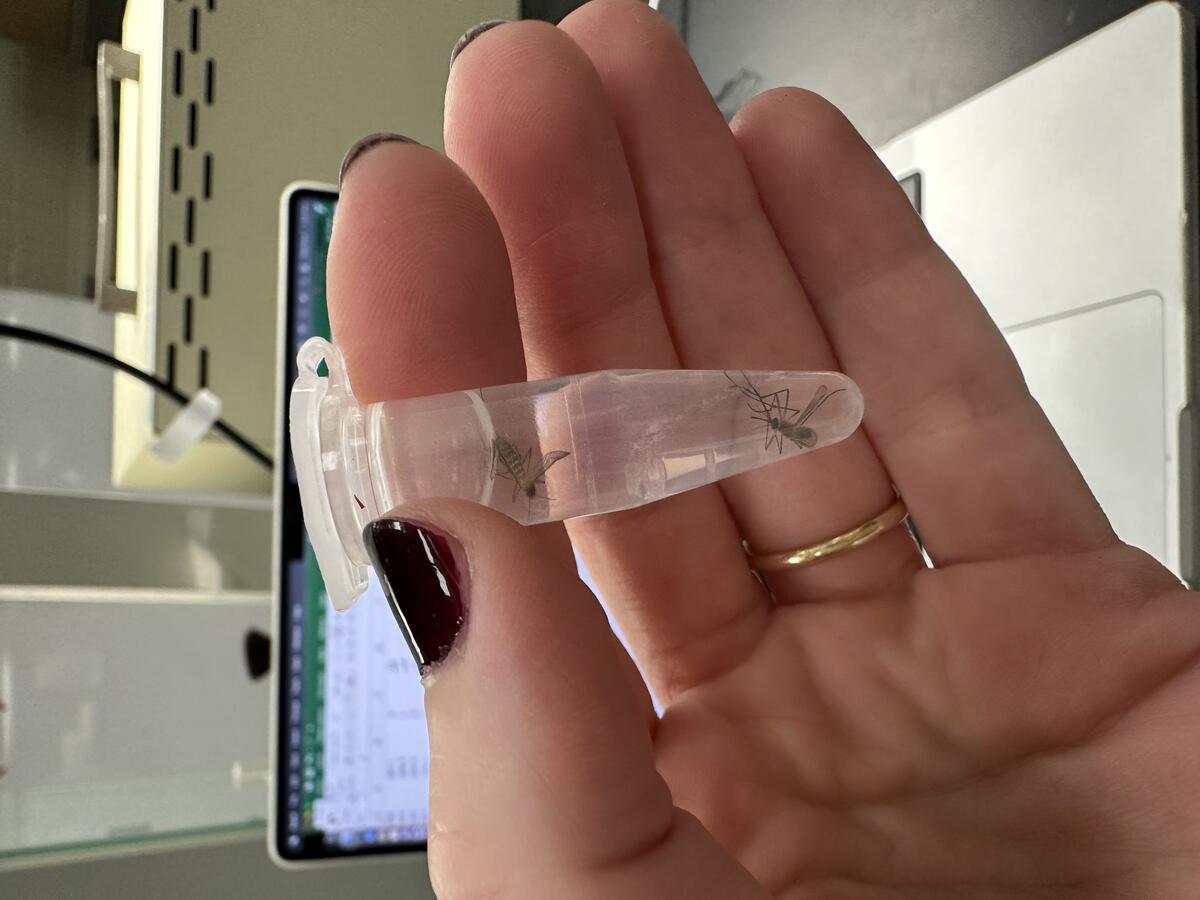 hand holding a small vial with mosquitoes in a liquid