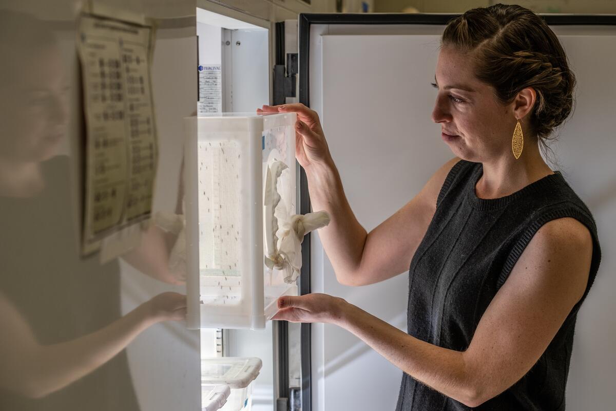 researcher sarah rothman pulls a mosquito enclosure out of an incubator