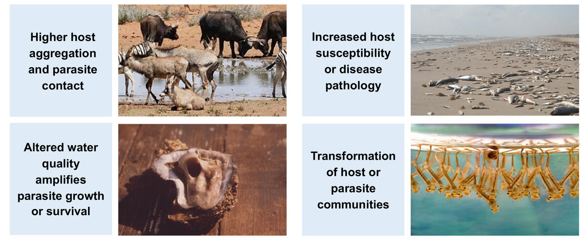 chart showing different mechanisms that can affect whether a parasite thrives or dies out during a drought