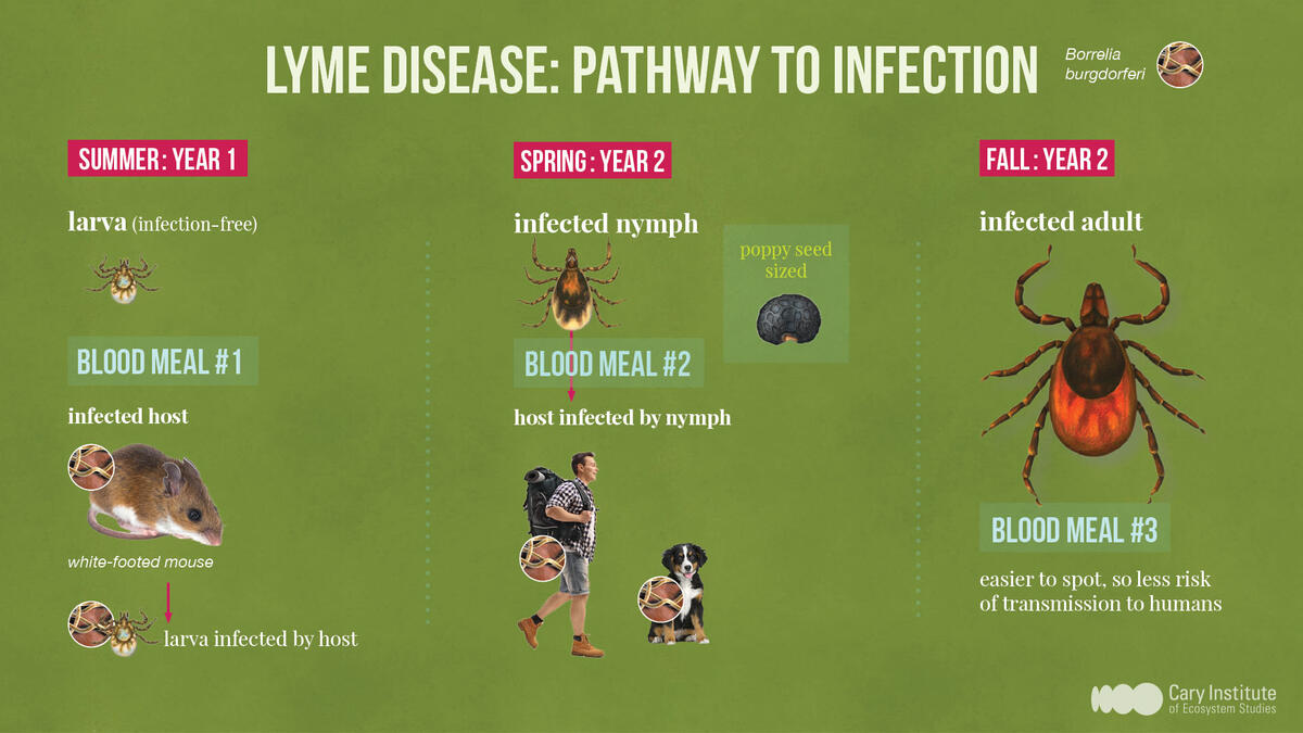 the three year life cycle of blacklegged ticks