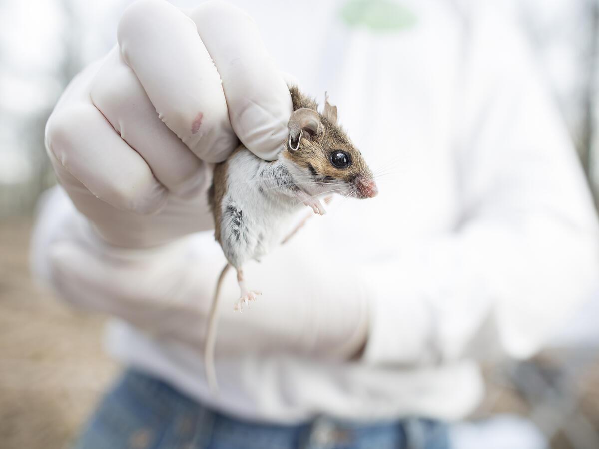 researcher wearing white holds a mouse by the scruff