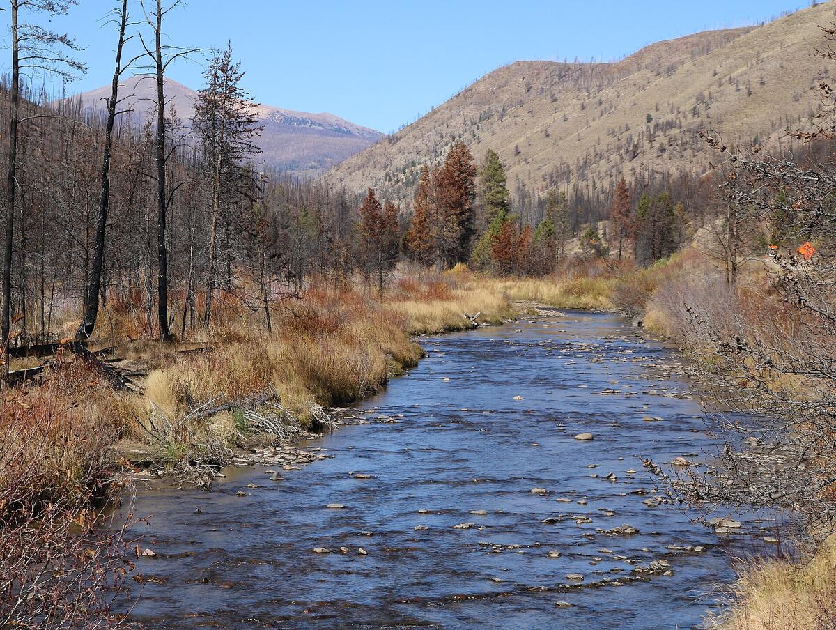 Burned trees next to stream in Colorado