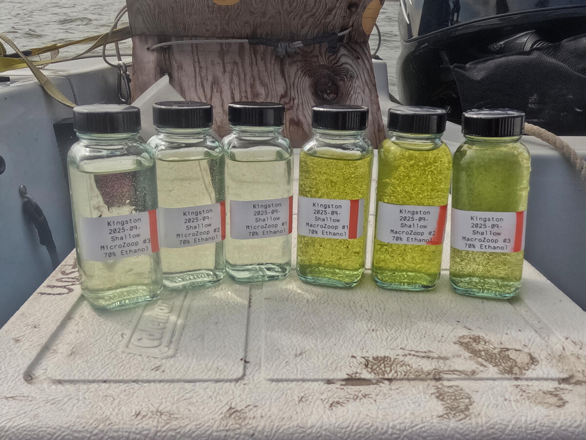 water samples in bottles lined up in a row, varying from clear to very green