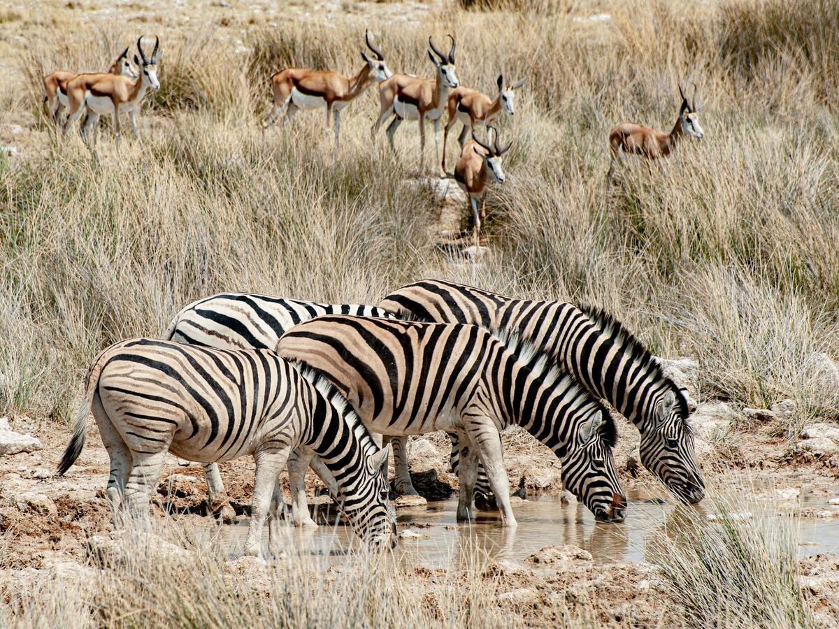 zebras and antelope gather near water
